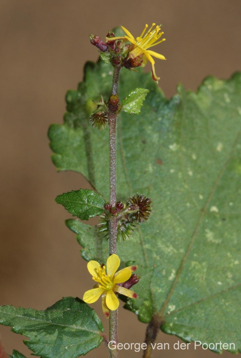 Triumfetta rhomboidea Jacq.